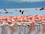 Nakuru