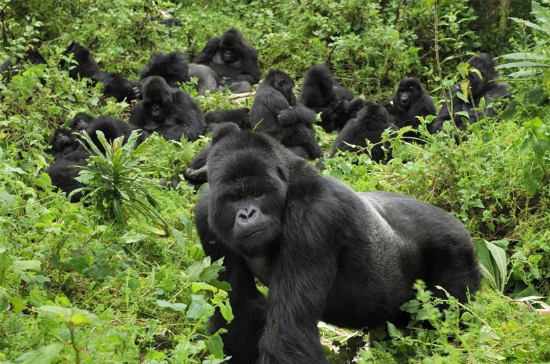 Silverback Mountain Gorillas