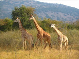 Akagera National Park