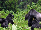 Gorilla trek and visit to the Dian Fossey Tomb
