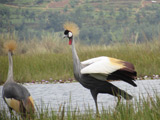Birdwatching in the Rugezi Marsh