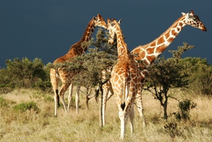 giraffes