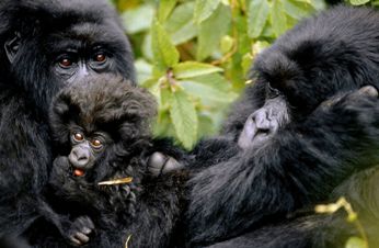 gorilla family