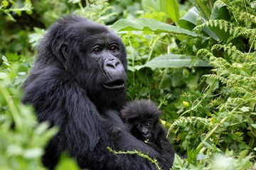 gorilla