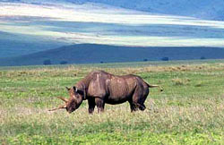 ngorongoro