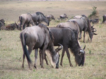 wildebeest