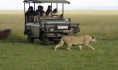 Family safari