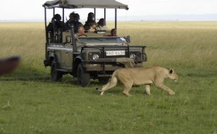 Family safari