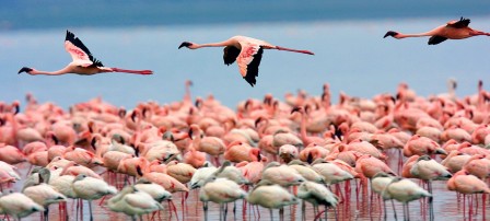 Flamingos Lake Nakuru Kenya