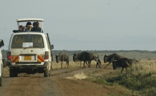 Kenya safari highlights