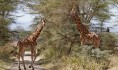 Lake Nakuru Giraffe