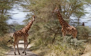 Lake Nakuru Giraffe