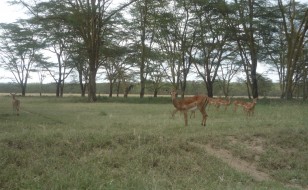 Lake nakuru Impalas