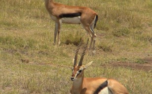 Gazelle