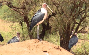 marabu stolk