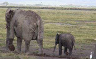Elephant with young one