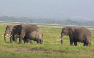 Elephants