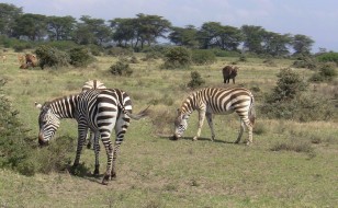 Grazing Zebras