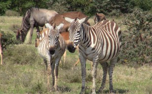 Zebras