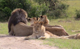 Lions