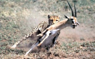 magnificent moments cheetah in the serengeti