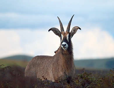 Nyika Park
