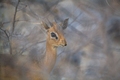 Dik Dik