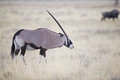 Oryx