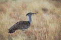 Kori Bustard