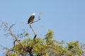 Fish Eagle