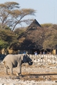 Waterhole