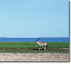 Etosha National Park