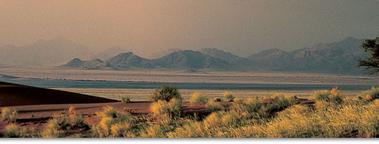 Desert Landscape