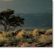 Desert Landscape