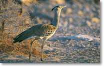 Kori  bustard