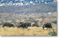 Wildebeest