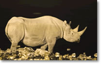 Rhino