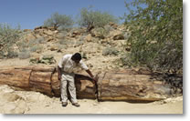 Petrified forest