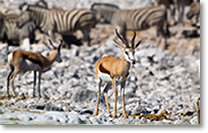 Springbok