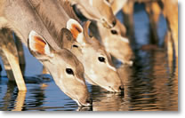 Kudu's