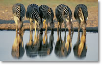 Zebra's