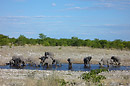 Elephants