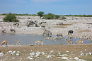 Etosha