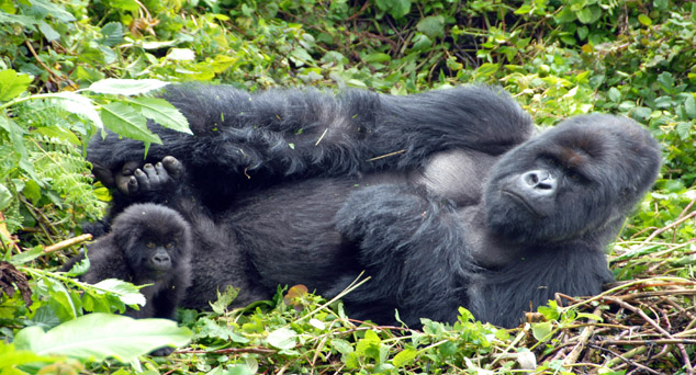 Paws Safaris Rwanda