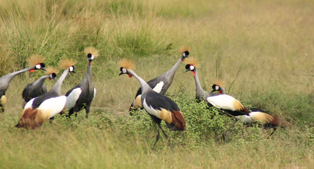 Paws Safaris Rwanda