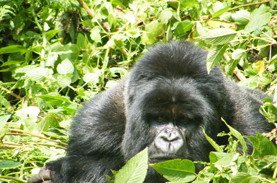 Paws Safaris Uganda