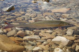 PY27.Fishing on Muna and Menkere Rivers