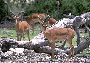 Etosha