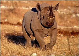 Rhino, Etosha