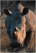 Rhino in Kafue N.P.